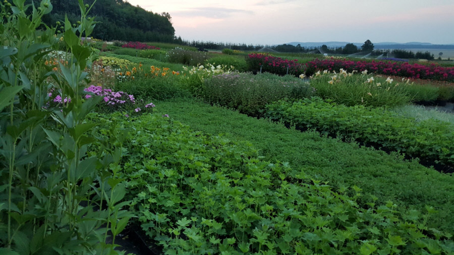 сәндік өсімдіктер көпжылдық шөп шөпті Папоротник Польша 01