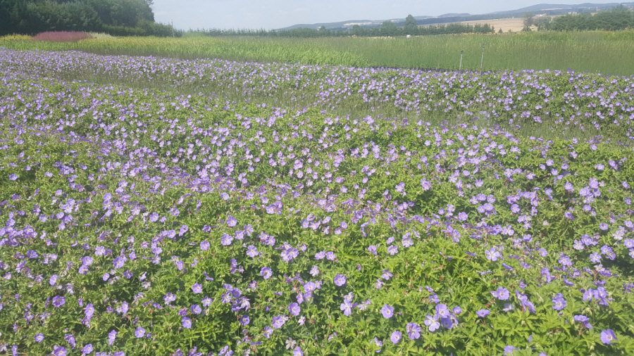 Қыздар анальді ойыншықтармен серуендейді