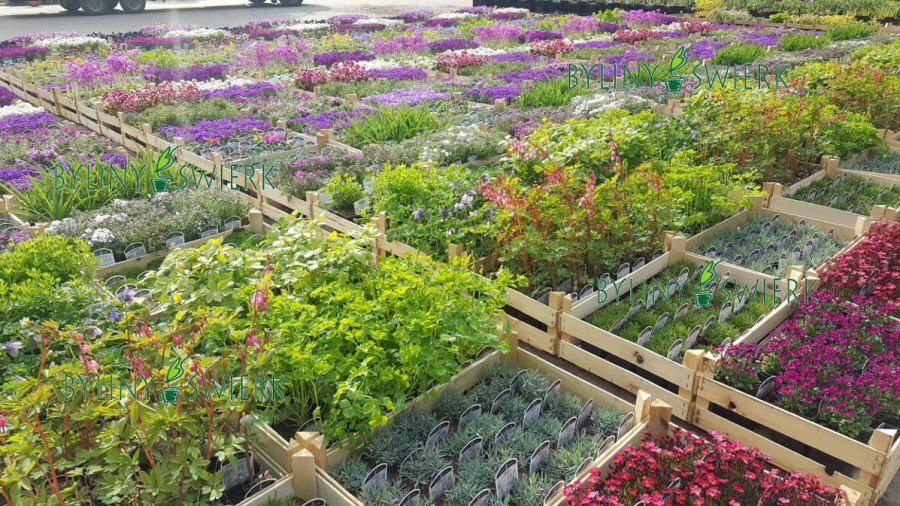 сәндік өсімдіктер көпжылдық шөп шөпті Папоротник Польша 04