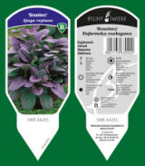 сәндік өсімдіктер көпжылдық шөп шөпті Папоротник Польша 08