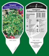 сәндік өсімдіктер көпжылдық шөп шөпті Папоротник Польша 11