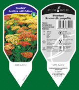 сәндік өсімдіктер көпжылдық шөп шөпті Папоротник Польша 14