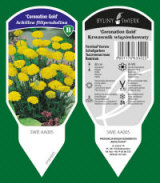 сәндік өсімдіктер көпжылдық шөп шөпті Папоротник Польша 15