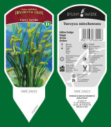 сәндік өсімдіктер көпжылдық шөп шөпті Папоротник Польша 14