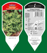 сәндік өсімдіктер көпжылдық шөп шөпті Папоротник Польша 14